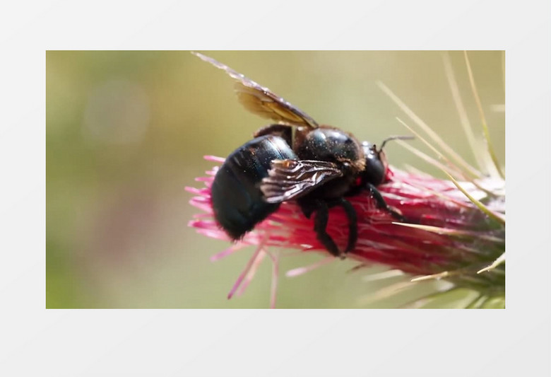 高清近距离拍摄夏天昆虫甲虫蜜蜂采蜜飞行实拍视频素材