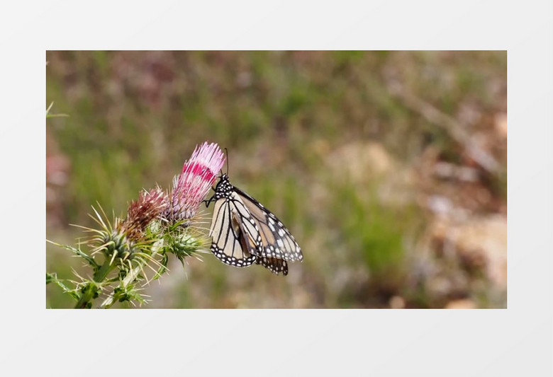 高清近距离拍摄白天户外森林草丛昆虫花蝴蝶落在花蕊上实拍视频素材