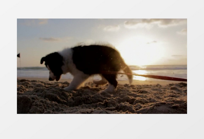 晚霞黄昏可爱小狗海滩玩耍实拍视频素材