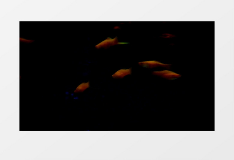 自然淡水水族馆金鱼游泳实拍视频素材