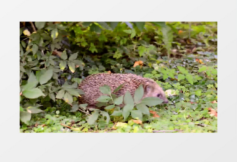 可爱动物小刺猬爬行觅食实拍视频素材