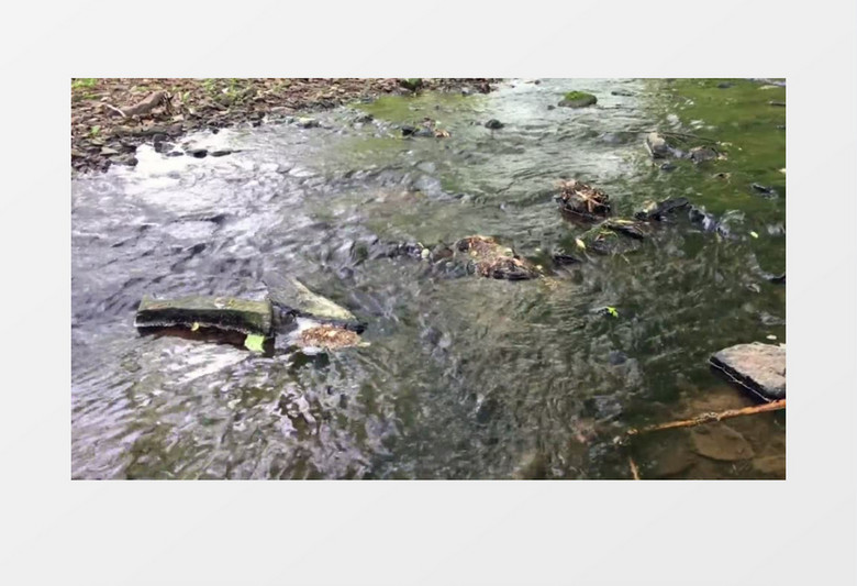 自然宁静野外小溪流水实拍视频素材