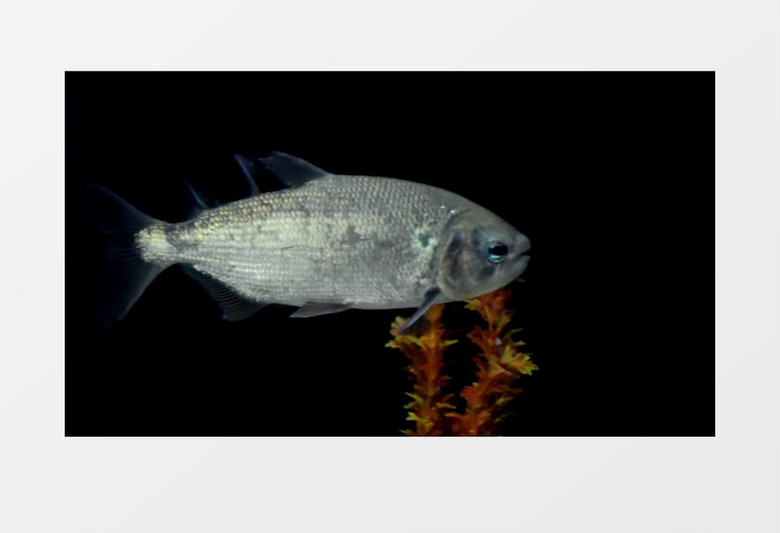 自然淡水生物鱼近景实拍视频素材
