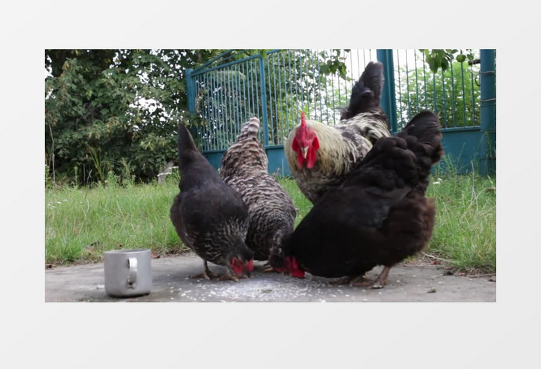农场家禽小鸡觅食实拍视频素材