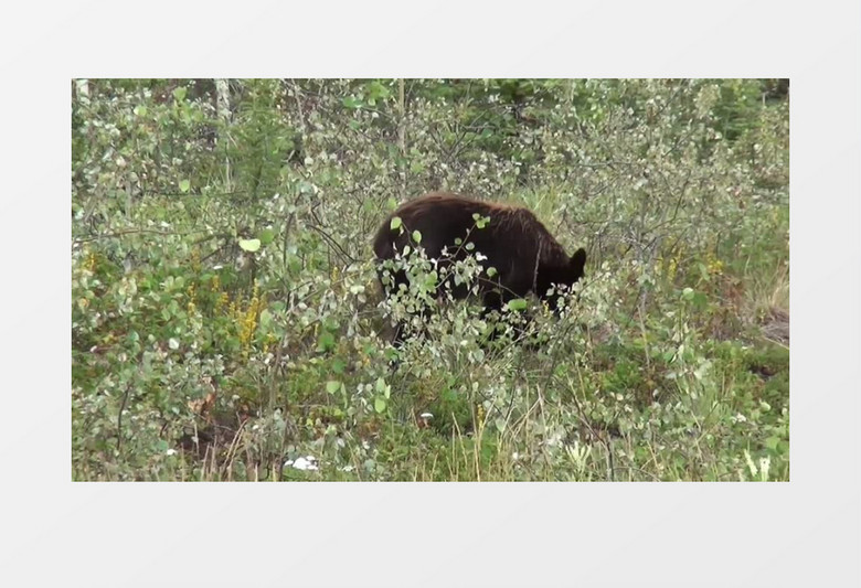 生活在树林的黑熊高清实拍视频素材