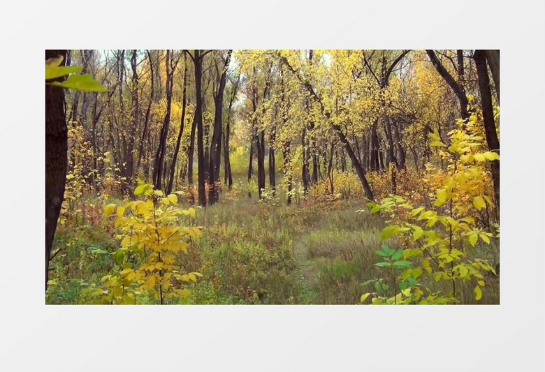 秋天金黄的树林近距离高清实拍视频素材