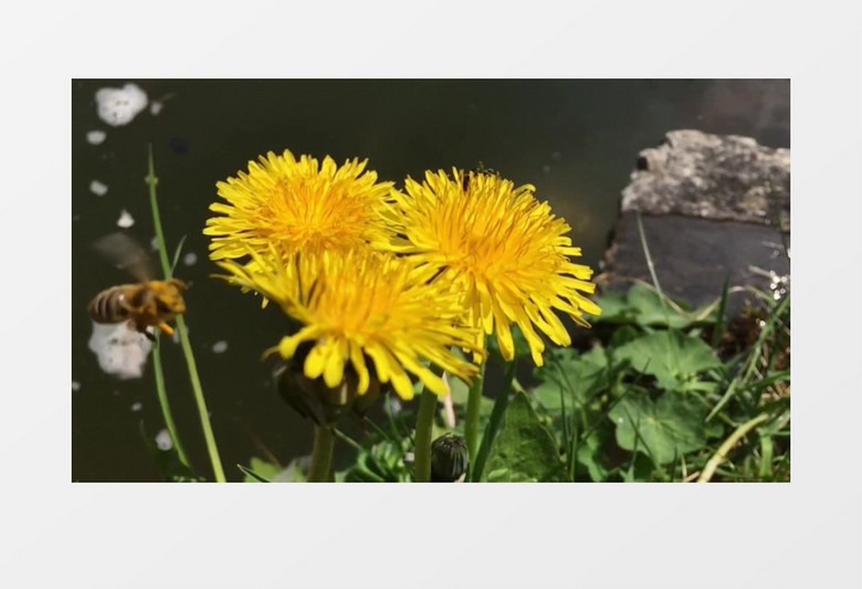 蜜蜂在菊花上采集花粉实拍视频素材