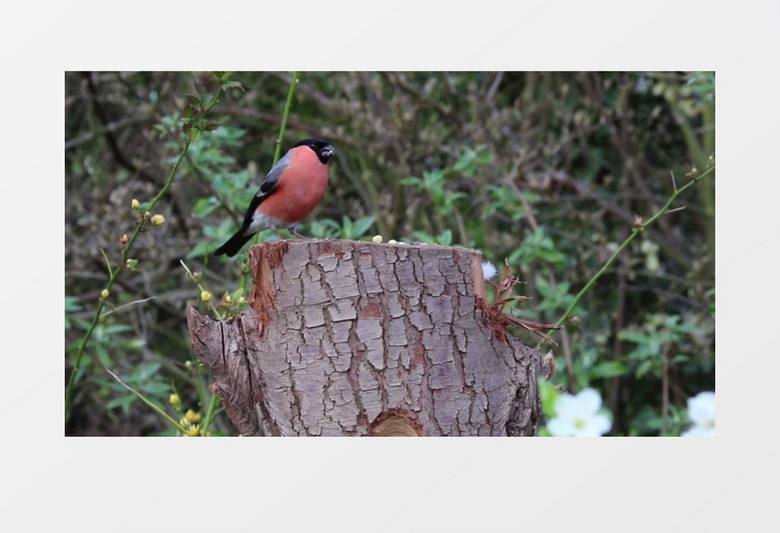 布尔芬奇停栖树桩近距离高清实拍视频素材