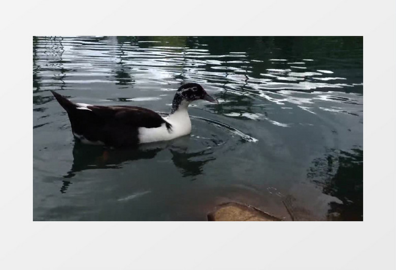 池塘水面上游泳的鸭子近距离高清视频素材