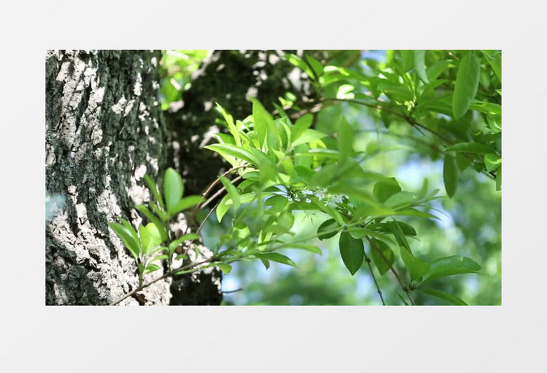 春意盎然的绿色植物实拍视频素材