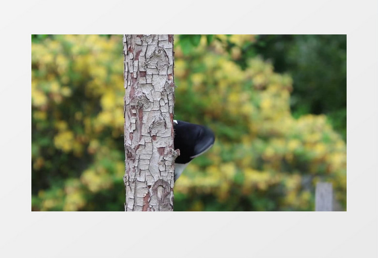 喜鹊在树干上捕抓虫子实拍视频素材