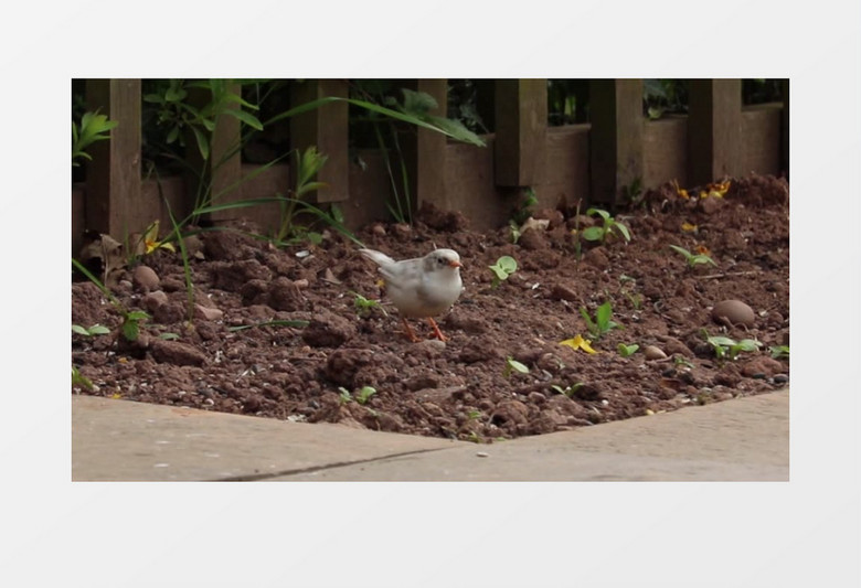 造型独特可爱的小白鸟在花园里进食实拍视频