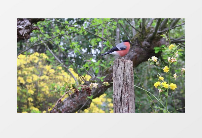 春天里红色的小鸟在树枝头嬉笑玩耍实拍视频