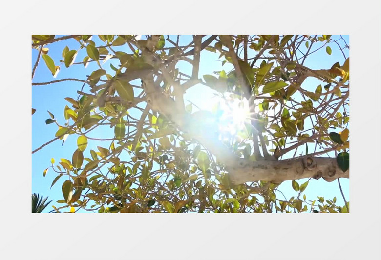 光照下树木分支结构树叶纹理实拍视频
