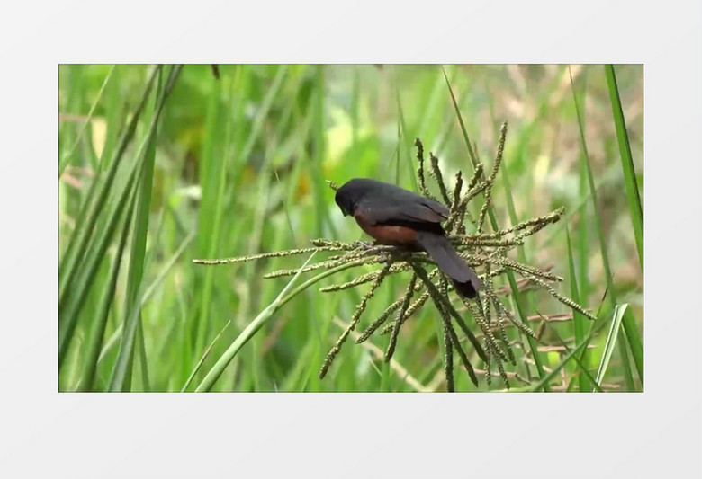 巴西的热带小鸟在草丛里嬉戏玩耍实拍视频