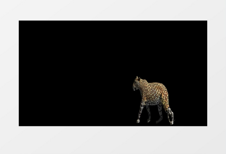 3D动画黑色背景野生动物捷豹走路视频素材