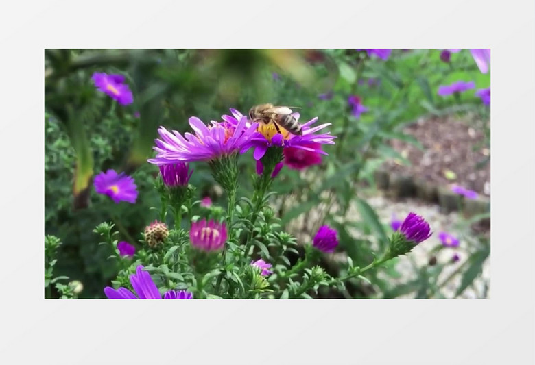 近距离拍摄蜜蜂在花朵上缓慢蠕动吸食采蜜实拍视频素材