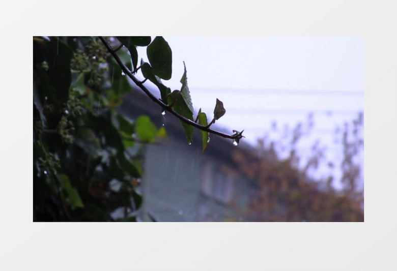 雨天树枝上的滴水声实拍视频