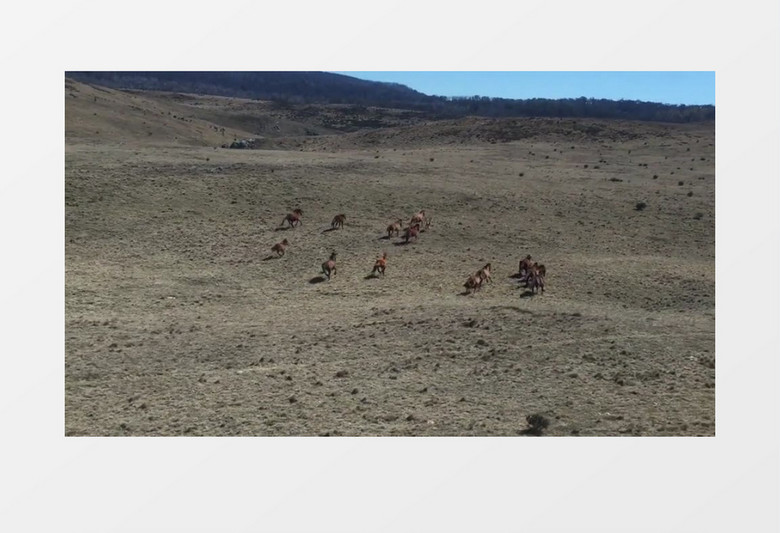 澳大利亚牧场上的马匹奔跑实拍视频