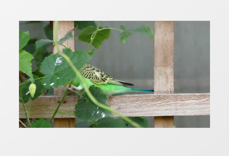 高清实拍绿色的小鹦鹉跟树叶坚强的斗争寻找食物场景实拍视频素材