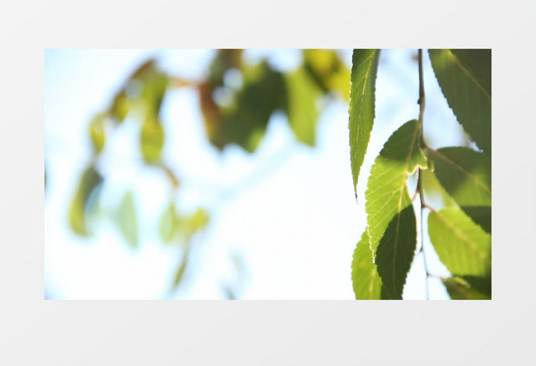 高清实拍微风中摇曳的树叶实拍视频素材