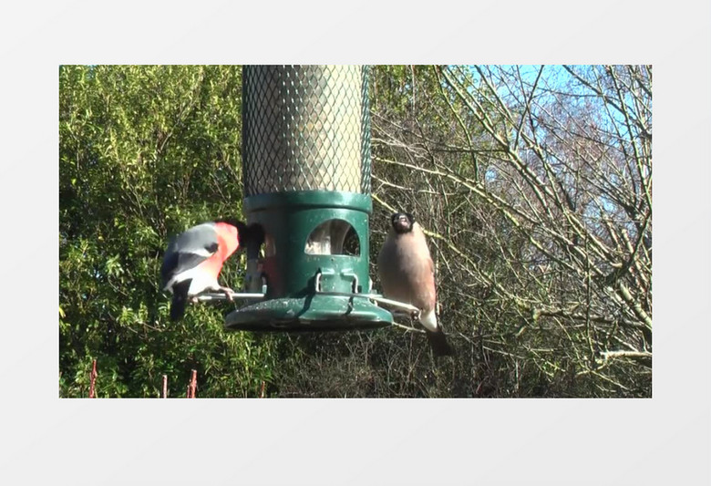 高清实拍两只美丽的小鸟在投食器上开心的觅食实拍视频素材