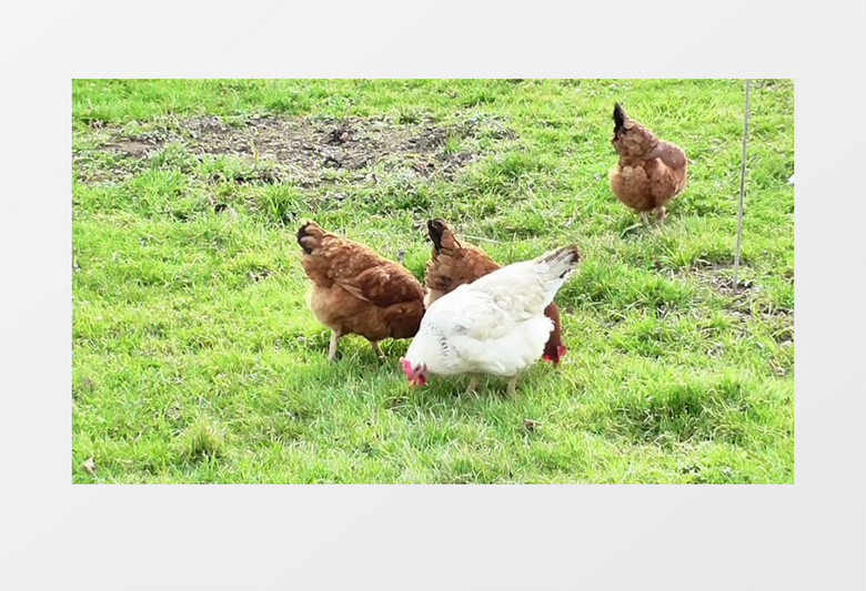 高清实拍几只可爱的小母鸡在青青草原上觅食的悠闲状态实拍视频素材