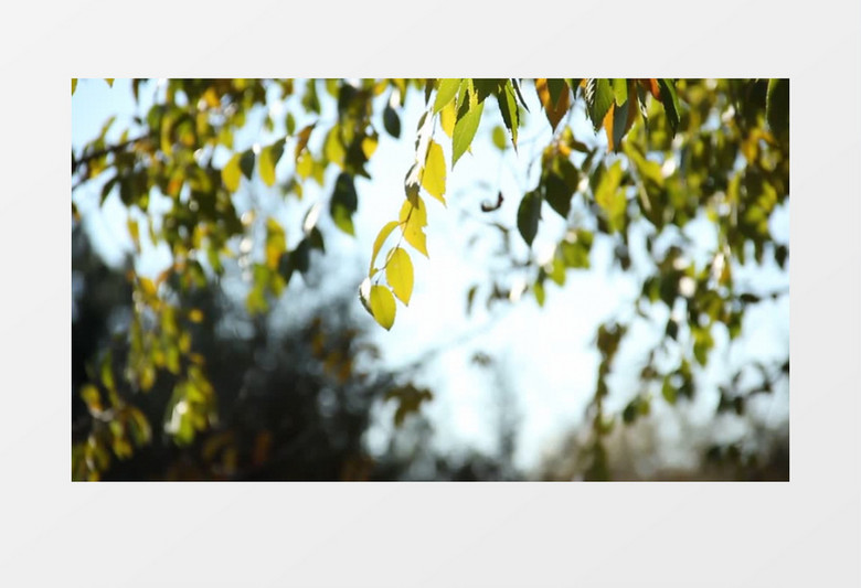 高清实拍微风下轻轻扶起微微发黄的树叶实拍视频素材