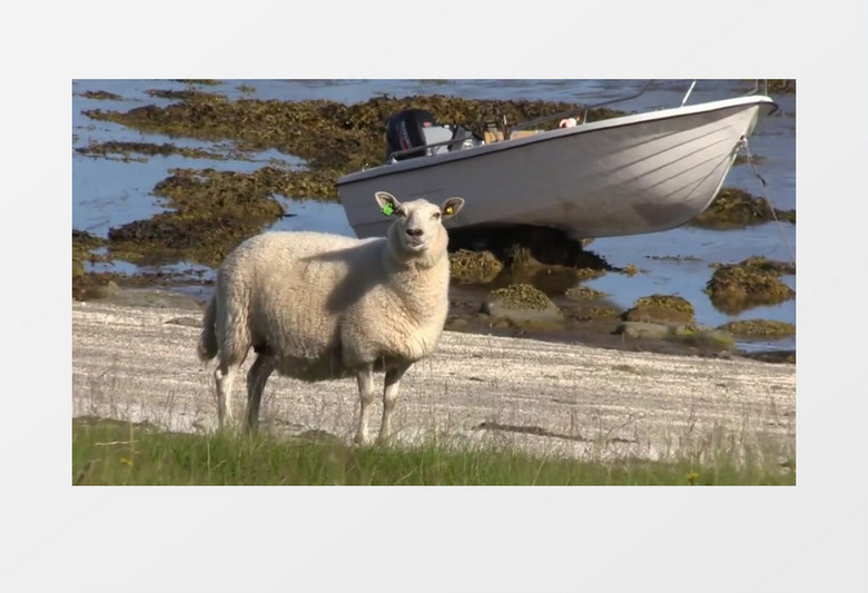 高清实拍在唯美的海岸上有一群绵羊在觅食以及海岸周围大山奇景实拍视频素材