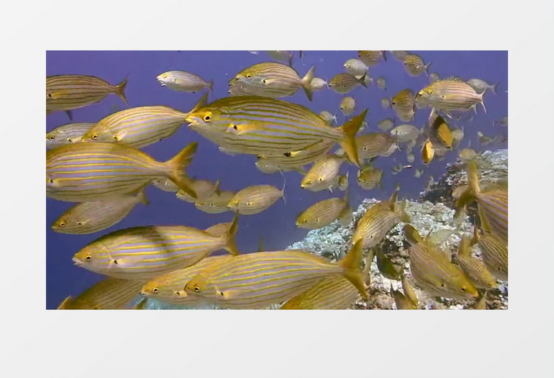 高清实拍海洋世界多姿多彩自由自在的小鱼
