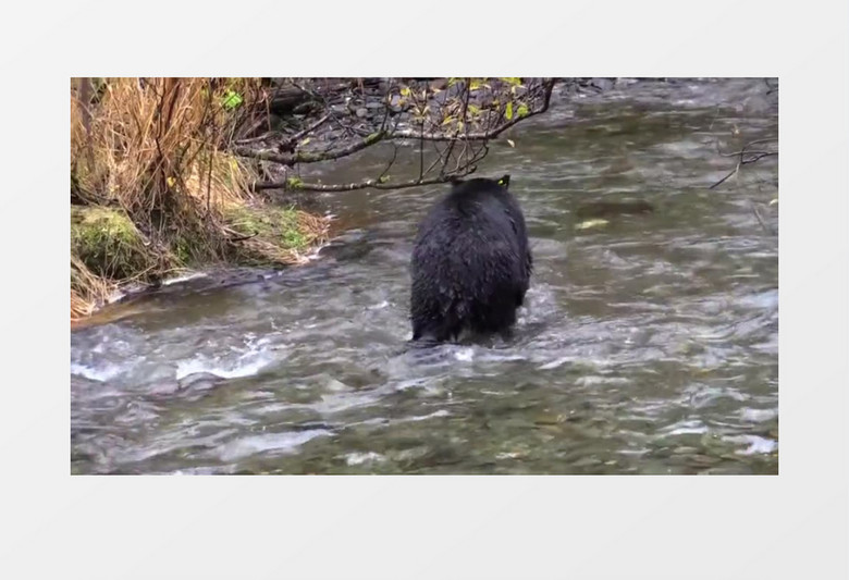 高清实拍一只大黑熊在河水中捕鱼实拍视频素材