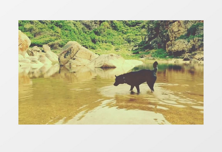 温馨暖色调一只黑色的狗在水中沙滩嬉戏玩耍实拍视频素材