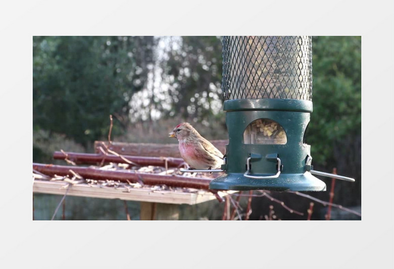 高清实拍美丽的小鸟在喂食器附近开心觅食实拍视频素材