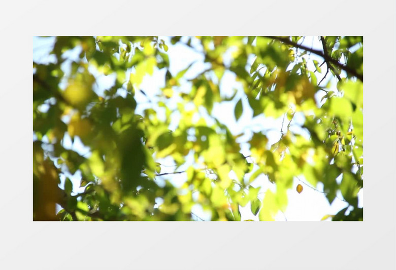 高清实拍阳光照射下随风摇曳的树叶实拍视频素材