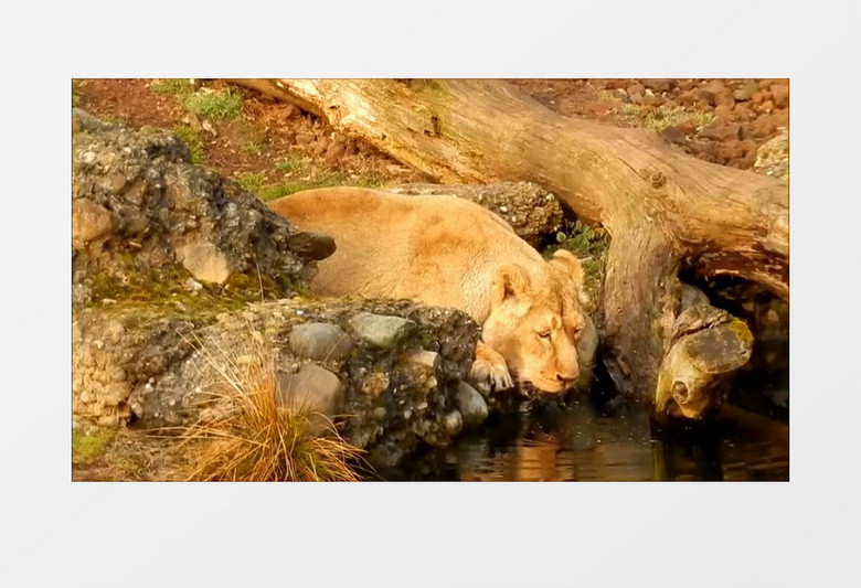 高清实拍动物园狮子喝水实拍视频素材