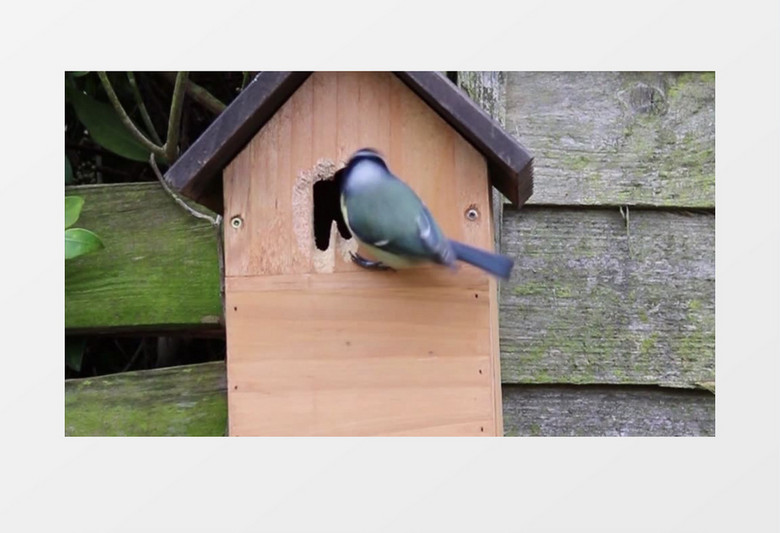 高清实拍在在一个鸟窝木屋前面一只小鸟在游戏实拍视频素材