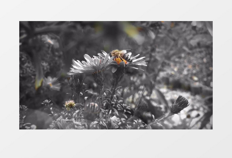 特殊手法拍摄小蜜蜂辛勤采蜜的过程视频素材