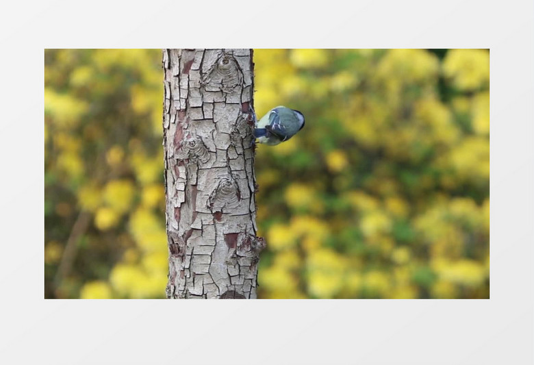 自然风光之鸟视频素材MP4实拍视频