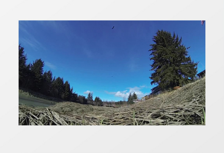 仰角拍摄蓝天下雄鹰展翅飞翔由远处飞来实拍视频素材