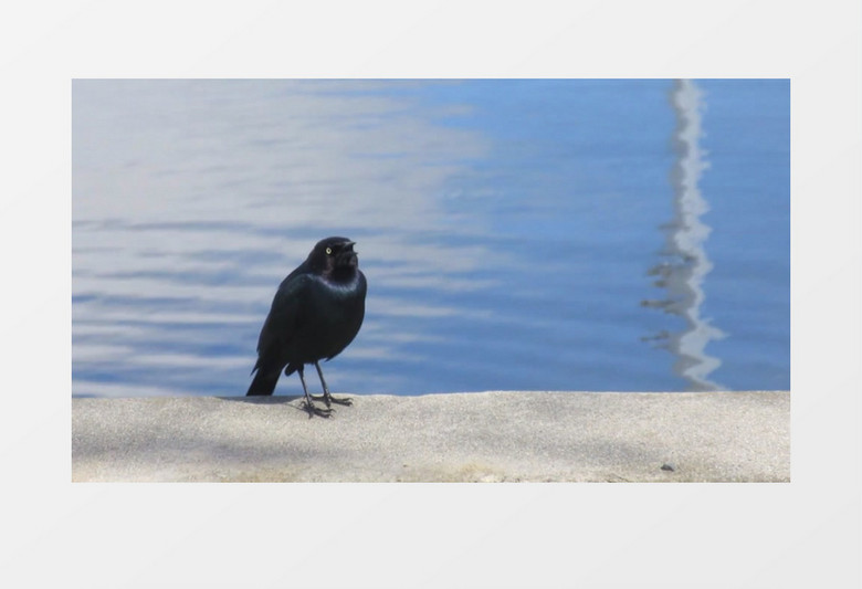 动物之黑鸟视频素材MP4实拍视频