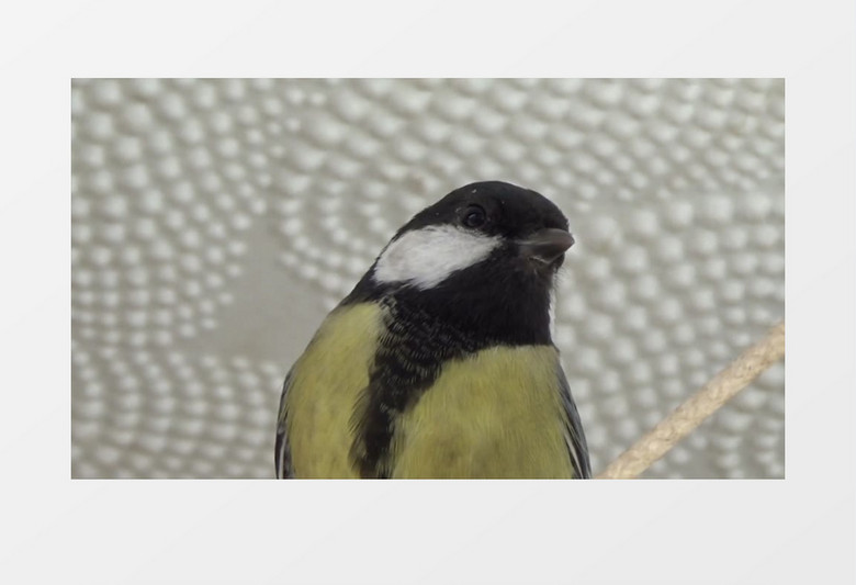 高清实拍美丽的小鸟在枝头歌唱实拍视频素材