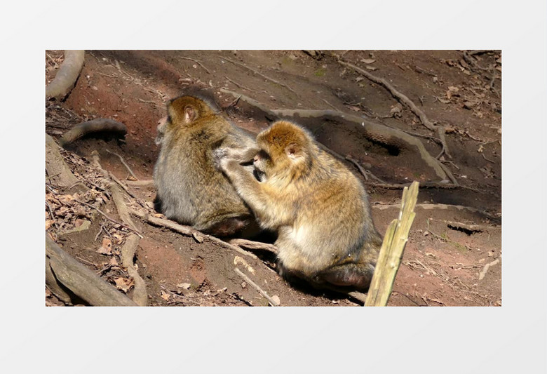 两只猴子抓跳蚤实拍视频素材