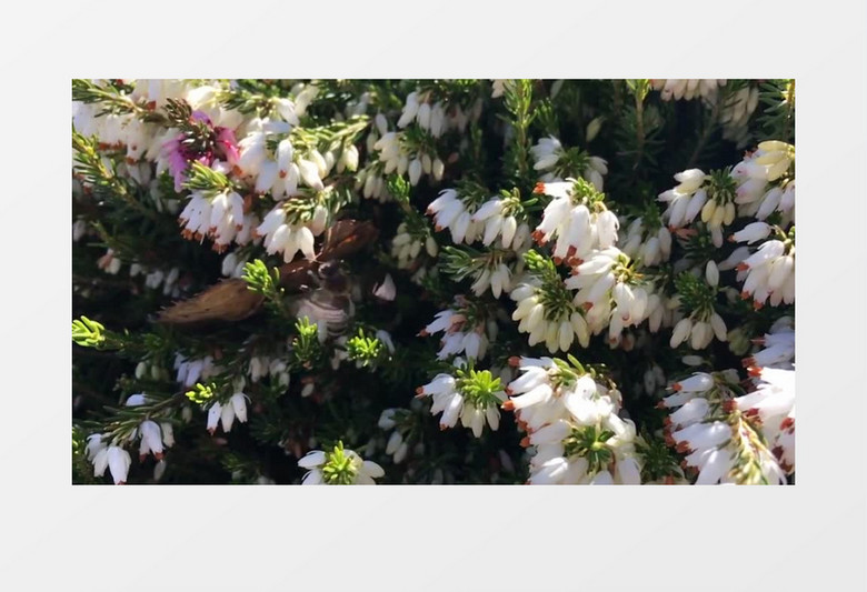 高清唯美拍摄勤劳的蜜蜂花丛中授粉实拍视频