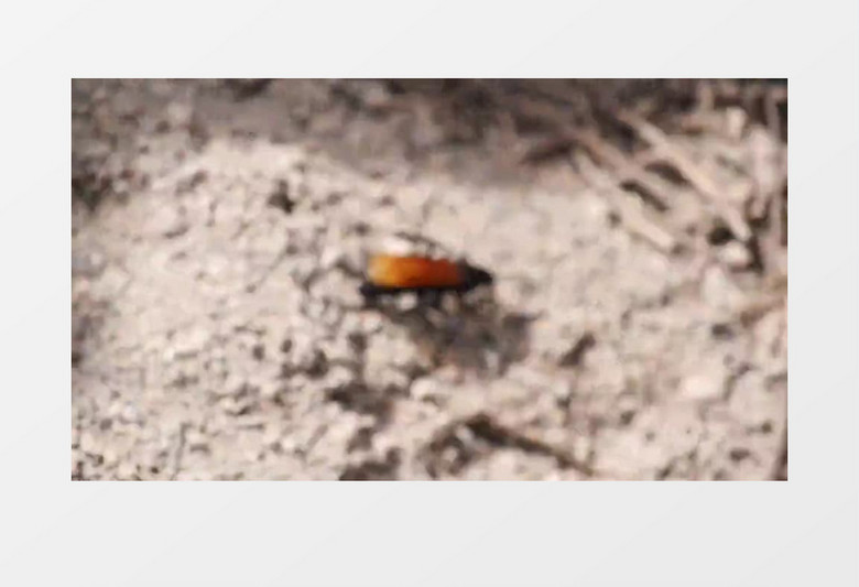 移动拍摄近距离拍摄甲虫在沙土地上爬行前进实拍视频素材