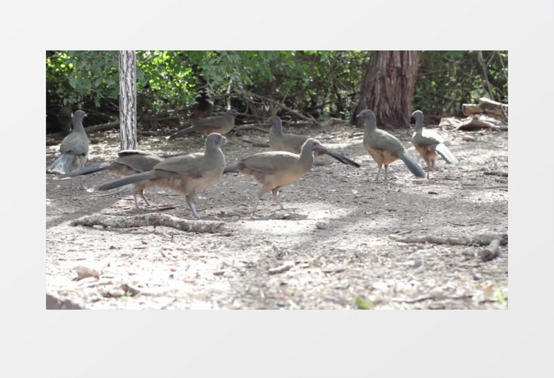 近距离拍摄一群纯色小冠雉在林间土地上活动实拍视频素材