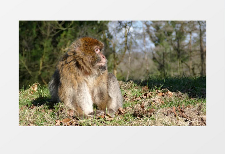 动物之巴巴里猕猴视频素材MP4实拍视频