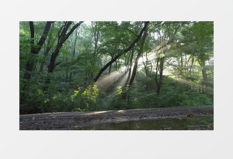 高清近距离拍摄户外森林阳光照射辐射实拍视频素材