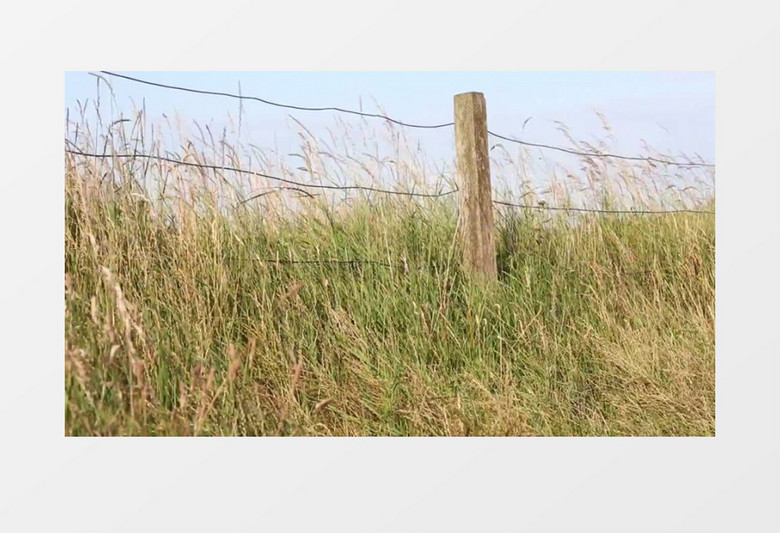 高清近距离拍摄户外农村篱笆墙微风吹拂野草实拍视频素材