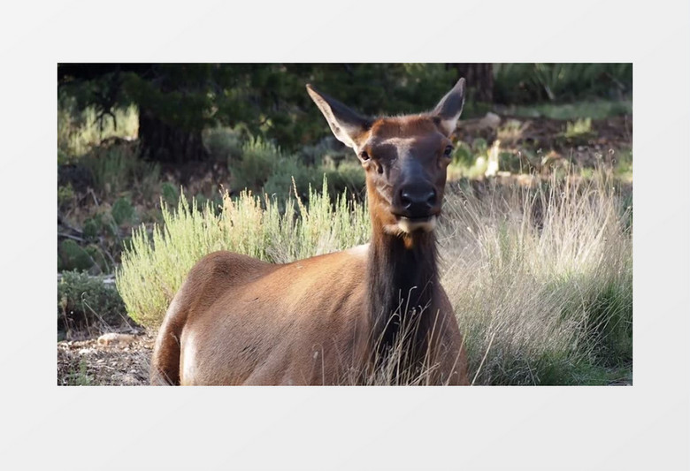 高清近距离拍摄户外公园农场森林动物哺乳动物鹿吃草咀嚼实拍视频素材