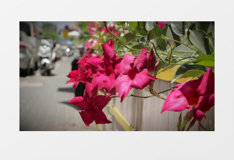 模糊散景近距离拍摄城市街道路边粉红色鲜花实拍视频素材